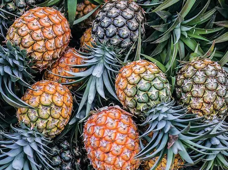Del Monte Plans Ksh516 Million Pineapple Freezer Unit to Cut Post-Harvest Losses