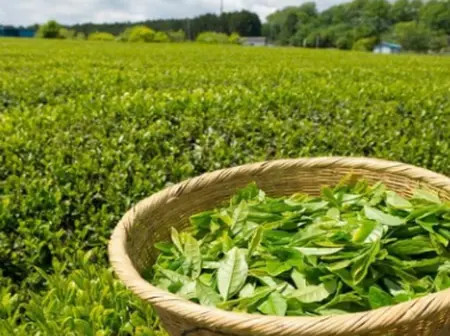 Kenya and Iran Establish Joint Committee to Resolve Tea Ban Within 60 Days