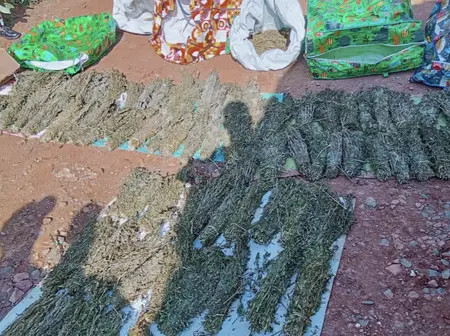 Hunt on for key suspect as police arrest 6 in Kisii bhang bust