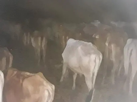 Over 200 Stolen Livestock Recovered In Isiolo And Meru