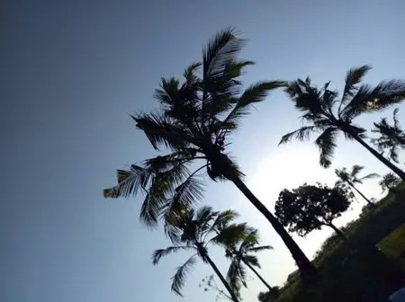 Tragedy as palm wine tapper dies after falling from tree in Kilifi village