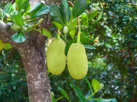 Man killed by jackfruit tree he was cutting; locals say it stood on disputed land