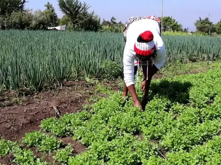 Esther Muthoni: Secrets about spring onion farming that make it a profitable venture