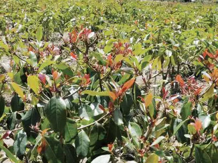 Man killed at miraa yard in Meru