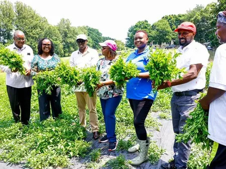 Kenyan Diaspora who grow African Traditional Vegetables in USA