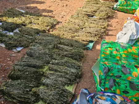 Five Arrested as NACADA Seizes Cannabis Worth Ksh.2 Million and Counterfeit Alcohol in Kisii