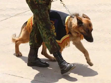 Grief in Bungoma as angry bees attack police dog to death