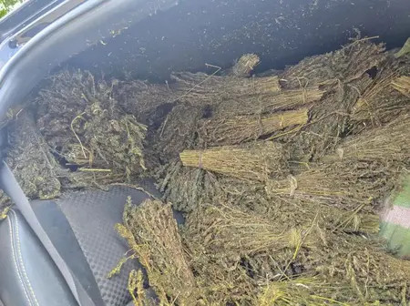 Bhang recovered, suspects arrested in sting operation in Kisii