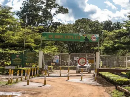 One suspect shot dead as police battle pineapple thieves in Del Monte farm