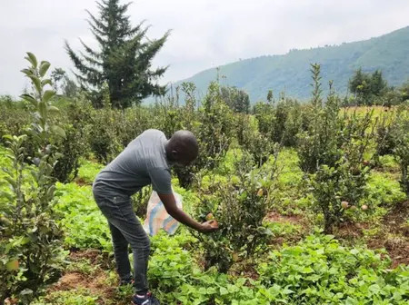 John Rumba: How I grew my apple orchard from 50 to 1,000 trees; valuable lessons