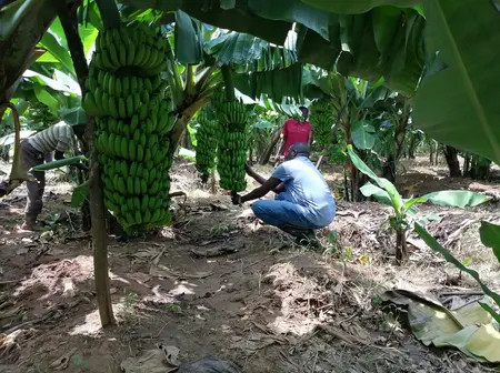 Boaz Bulimu: How I increased banana revenue to Sh750,000 through tissue culture
