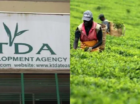 KTDA Breaks Silence on Reduced Bonuses and Unclear Payments