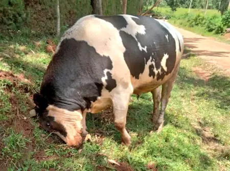 Meet Mung’onya: Boni Khalwale’s New Bullfighter