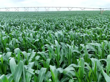 ODHIAMBO: How President Ruto is reshaping Kenya’s agriculture