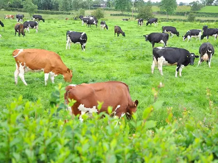 Ministry of Agriculture and Livestock Development Hiring Office Assistant
