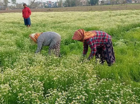 Chamomile farming: How farmers are secretly making money from this eight-week herb
