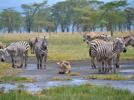 No Free Entry To Lake Nakuru National Park On September 27: KWS Announces