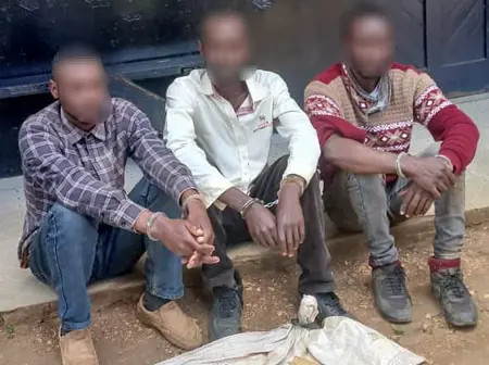 Three suspects arrested due to ownership of elephant tusks in Kirinyaga