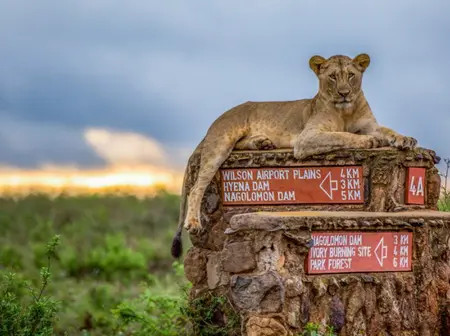 For Second Year Running, Govt Announces Free Entry Into National Parks For Kenyans