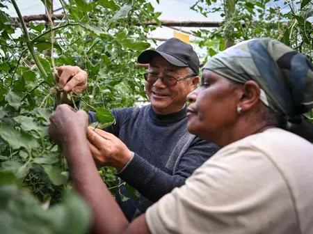 Chinese grafting technology helping tomato farmers improve yield by 50 percent