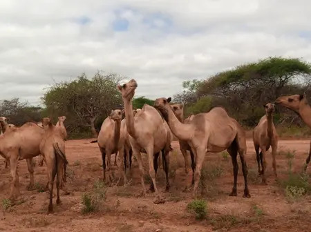 Maralal to host 32nd Samburu International Camel Derby, attracting global visitors