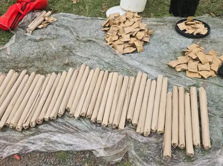 Bhang Worth Sh5 Million Seized in Major Homa Bay University Hostel Raid