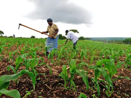 Migori County secures Ksh 57M for agricultural value chain