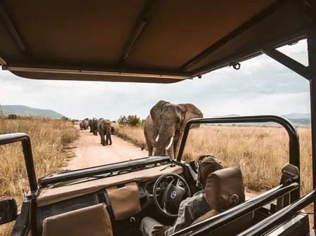 Bolt vs Uber Moves From City Streets to the Savannah: Inside Kenya’s Emerging Safari Booking Battle