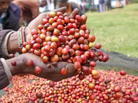 Farmers earn Ksh 847M from coffee auction
