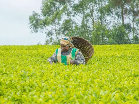 KTDA explains reduced tea bonuses as farmers feel impact of global markets