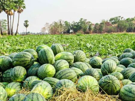 Easy guide to farming watermelons in Kenya