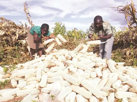 Gov’t to restock strategic food reserves as maize harvest hits record 70 million bags