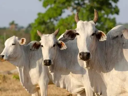 Man Steals Cows at Night, Faces Shocking Twist in Broad Daylight