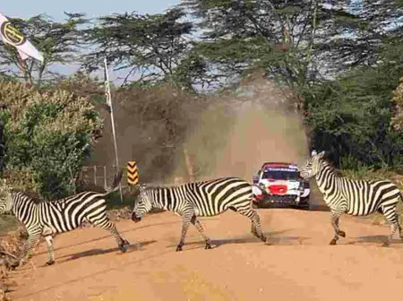Nakuru Hotels Report 100% Bookings Courtesy of WRC Safari Rally Event