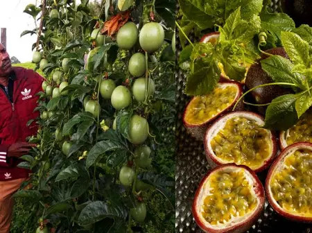 A step-by-step guide to profitable passion fruit farming