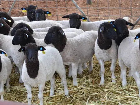Everything you need to know about profitable sheep farming