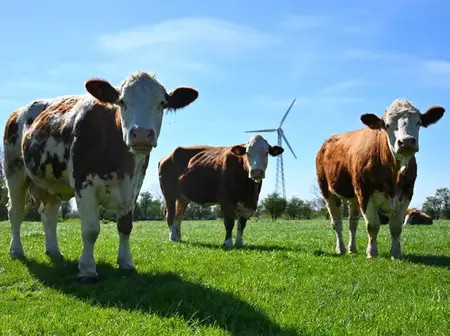 Call for Application: Ward Veterinary Surgeons and Veterinary Para-Professionals for County FMD & PPR Vaccination Campaign through the E-Voucher System under the NAVCDP Project