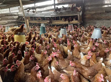 I started poultry farming with 100 chicks made Sh3.4 million profit in the first year