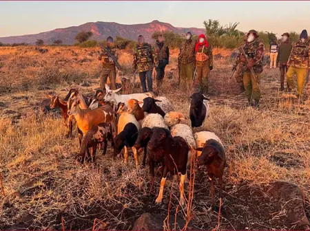 Cattle Rustlers Open Fire at Police after Being Busted