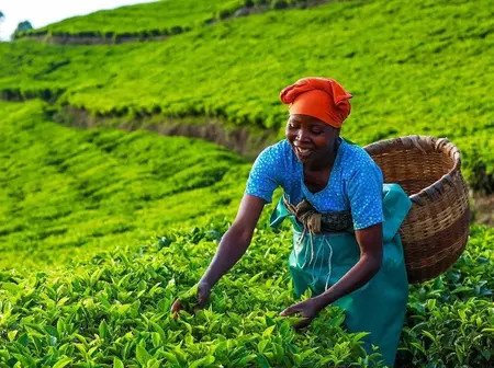 Limuru Tea Shares Get a Lift From CMA Tribunal Ruling