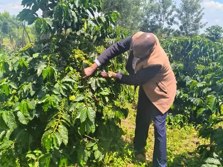 The Direct Threat: Kenyan Farmers Fear New System Will Destroy Coffee Cooperatives