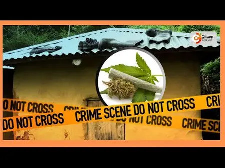 Murkomen announces crackdown on marijuana suppliers in Western Kenya