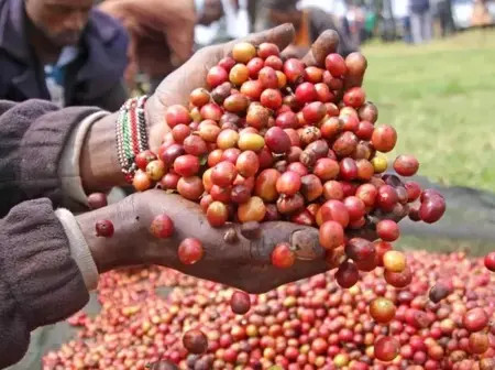 Neumann Kaffe Gruppe is Top Buyer at Weekly Coffee Auction