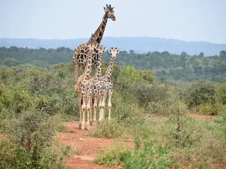 The Only Park That Kenyans Won’t Have Free Access Today