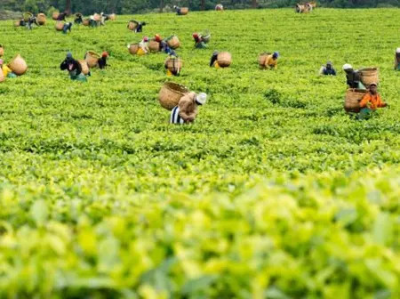 Kenya’s Tea Output Slumps 12% as Dry Weather Bites