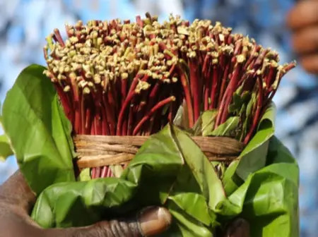 Government to set up new cooperatives to regulate miraa farming and trade