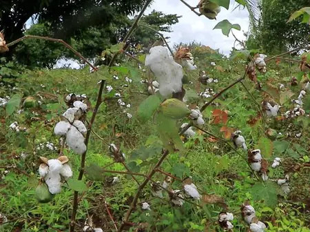 Kwale, Lamu ginneries spark cotton comeback in Coast region