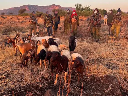 Police recover stolen livestock in Meru after fierce gunfight