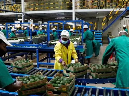 Step-by-Step Process of How to Register as an Agricultural Exporter in Kenya