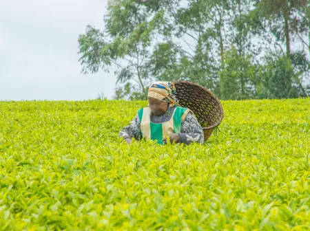 “Do not politicise tea” – KTDA responds to farmers’ fury as tea bonus shrinks across regions – TV47 Digital
